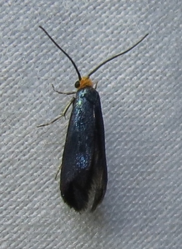 Paraclemensia
