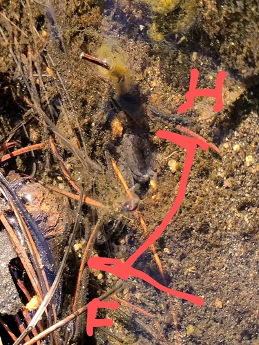 iNaturalist observation photo of Pacific chorus frog
