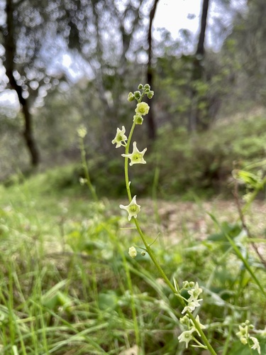 iNaturalist observation photo of California manroot