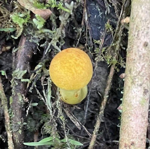 Gymnopilus imperialis
