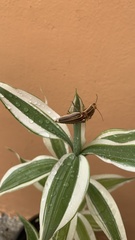 Semiotus ligneus image