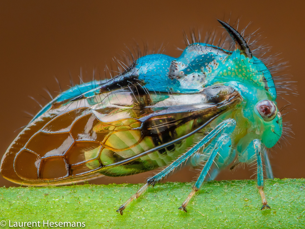 ツノゼミ上科 (上科 Membracoidea) · iNaturalist