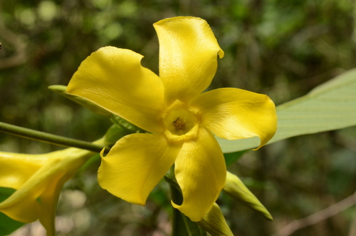 Prestonia speciosa · iNaturalist