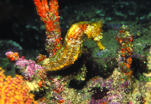 Giant Seahorse