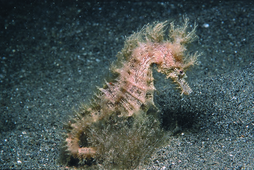 Northern Seahorse