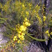 Sword Wattle - Photo (c) Nicholas John Fisher, all rights reserved