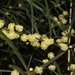 Acacia viscidula - Photo (c) Nicholas John Fisher, todos los derechos reservados