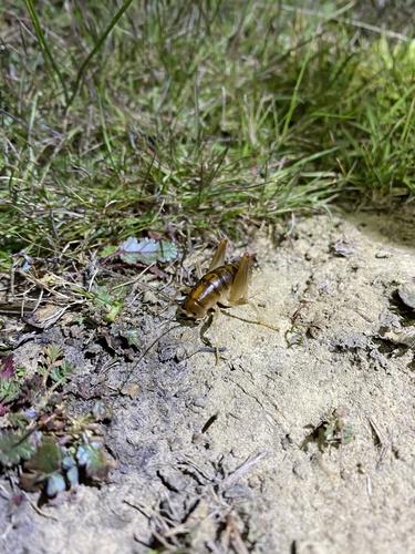 iNaturalist observation photo of California Camel Cricket