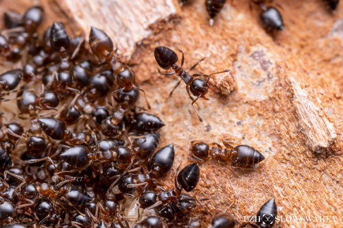 上海举腹蚁Crematogaster zoceensis