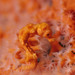 Observation photo