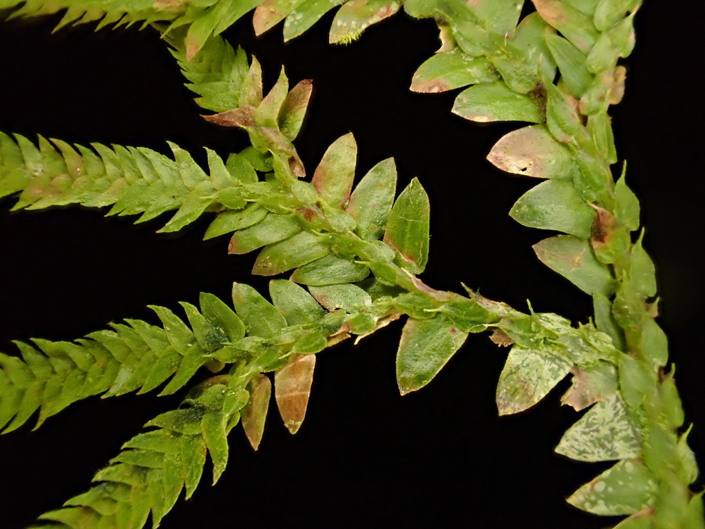 Selaginella boninensis (Selaginella boninensis)