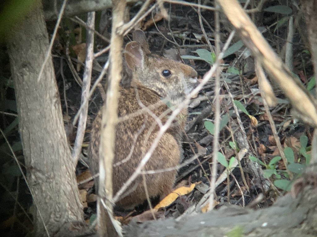 Florida Rabbit Marsh Rabbit from Imperial River Park, Bonita Springs, FL, US on ...