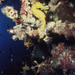 Observation photo