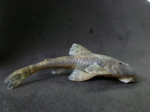 Neoplecostomus bandeirante