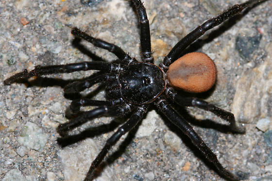 California Trapdoor Spider (Checklist of Spiders of San Diego County ...