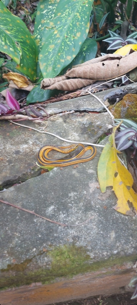 Trinidad Black-backed Snake From Mount St George, Trinidad And Tobago ...