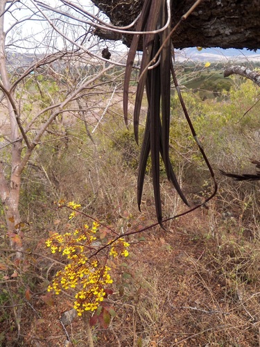 Short-Leaved Mule-Ear Orchid