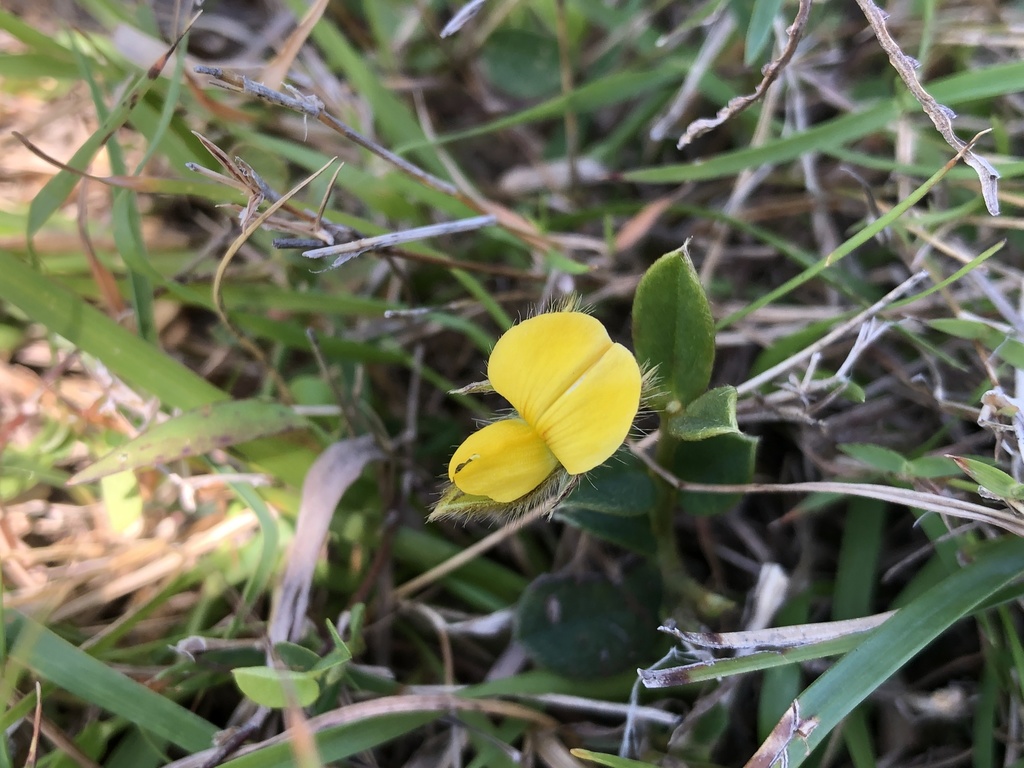 Crotalaria chinensis (Crotalaria chinensis)