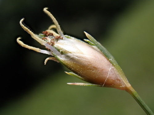 flatspike sedge (Abildgaardia ovata)