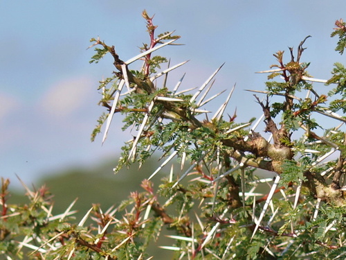 Thirsty Thorn