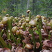 California Pitcher Plant - Photo (c) Len Mazur, all rights reserved, uploaded by Len Mazur