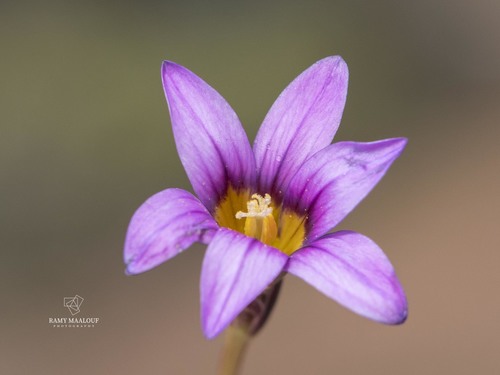 Phoenician Romulea (Romulea phoenicia)