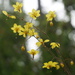 Vancouveria chrysantha - Photo (c) Len Mazur, todos los derechos reservados, subido por Len Mazur