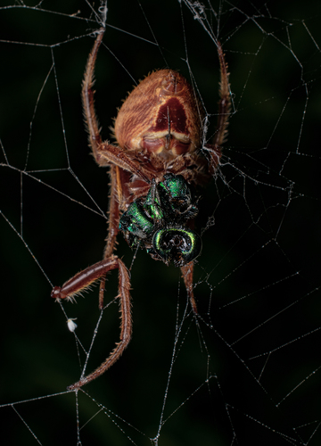 Tropical Orbweaver