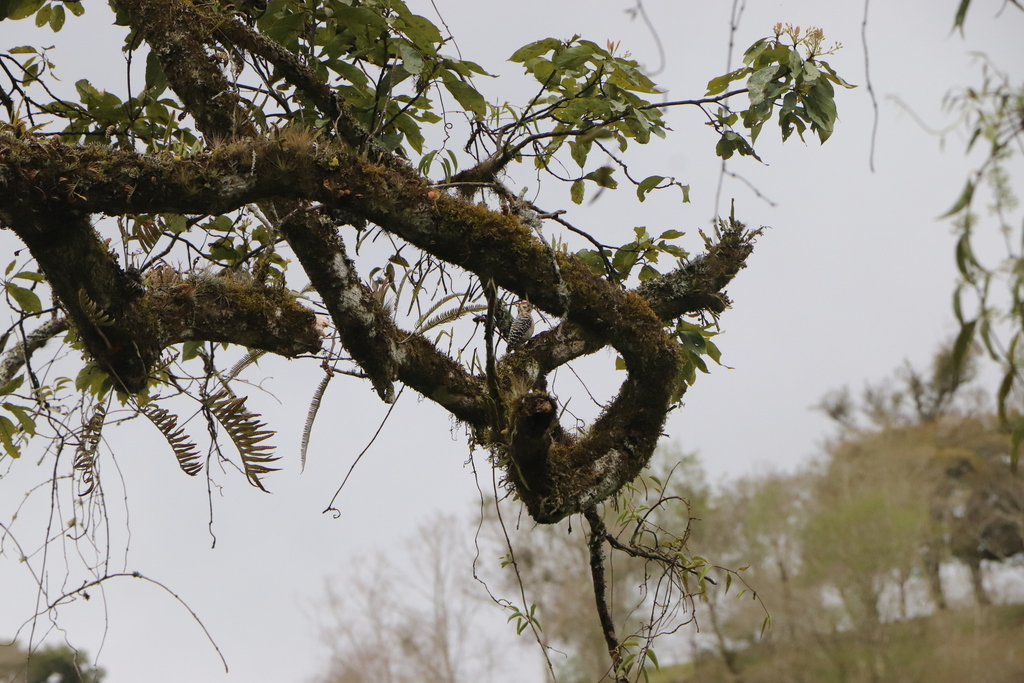 Ladder-backed Woodpecker from San Miguel, Miahuatlán, Ver., México on ...