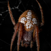 Tropical Orbweaver - Photo (c) Andres OroPe., all rights reserved, uploaded by Andres OroPe.