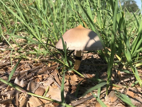 Magic Mushroom (Psilocybe cubensis)