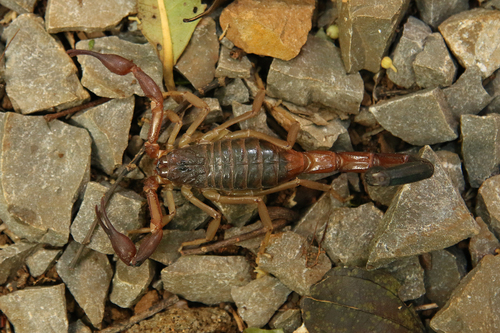 Teruelius ankarana