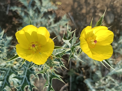 Mexican prickly poppy