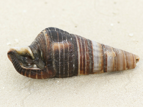 Giant Mangrove Whelk