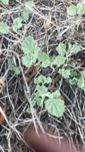 iNaturalist observation photo of alkali mallow