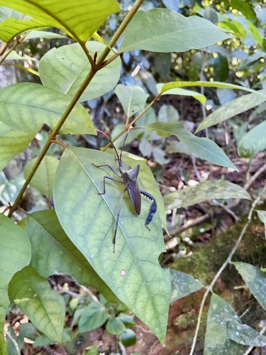 Acanthocephala image