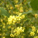 Acacia urophylla - Photo (c) Kath Gray, todos los derechos reservados, uploaded by Kath Gray