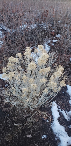 Rubber Rabbitbrush seedling