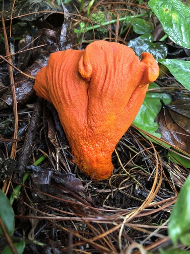 lobster mushroom