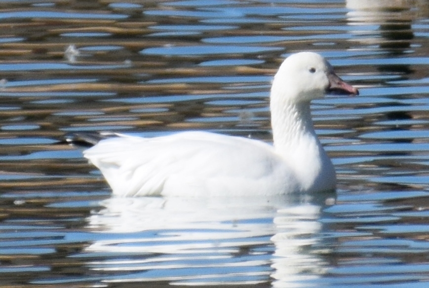 Snow × Ross's Goose from Kings Park, Lubbock, TX, USA on November 30