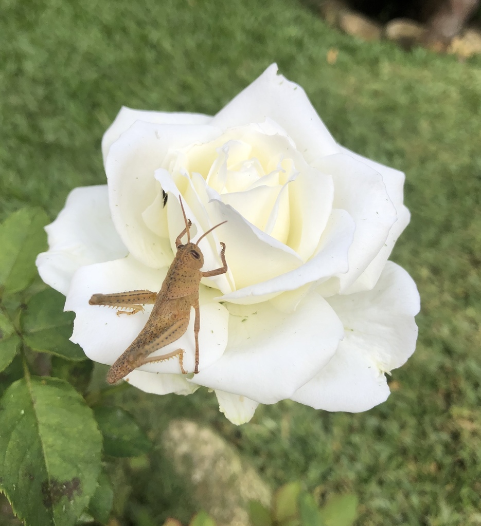 Schistocerca flavofasciata from Jardim Cascata, Teresópolis RJ
