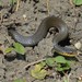 Olive Marsh Snake - Photo (c) Asrat Ayalew, all rights reserved, uploaded by Asrat Ayalew