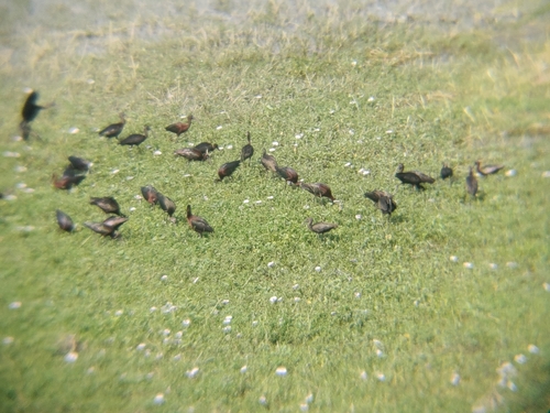 Glossy Ibis