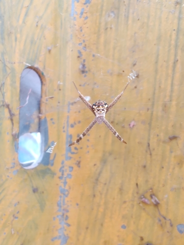 Signature Spider