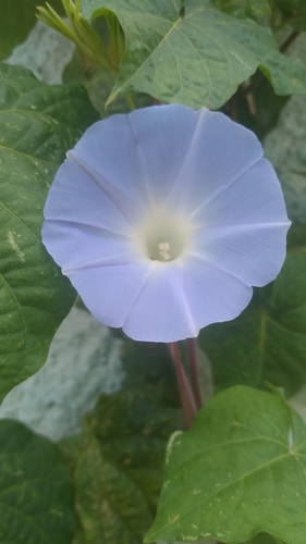 Japanese morning glory