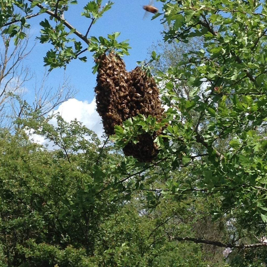 Western Honey Bee from Riserva Naturale del Torrente Orba, Casal ...