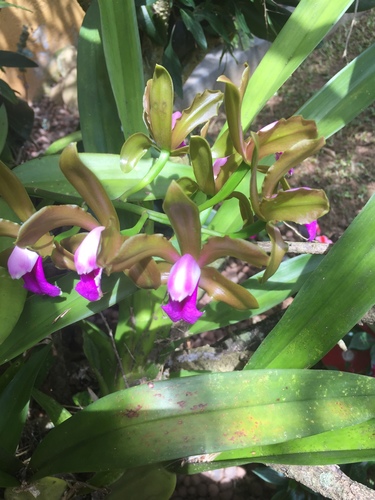 Two-Colored Cattleya