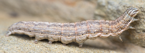 Four-spotted Moth