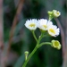Common Rough Fleabane - Photo (c) Suzette Rogers, all rights reserved