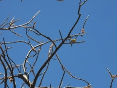 Setophaga petechia image